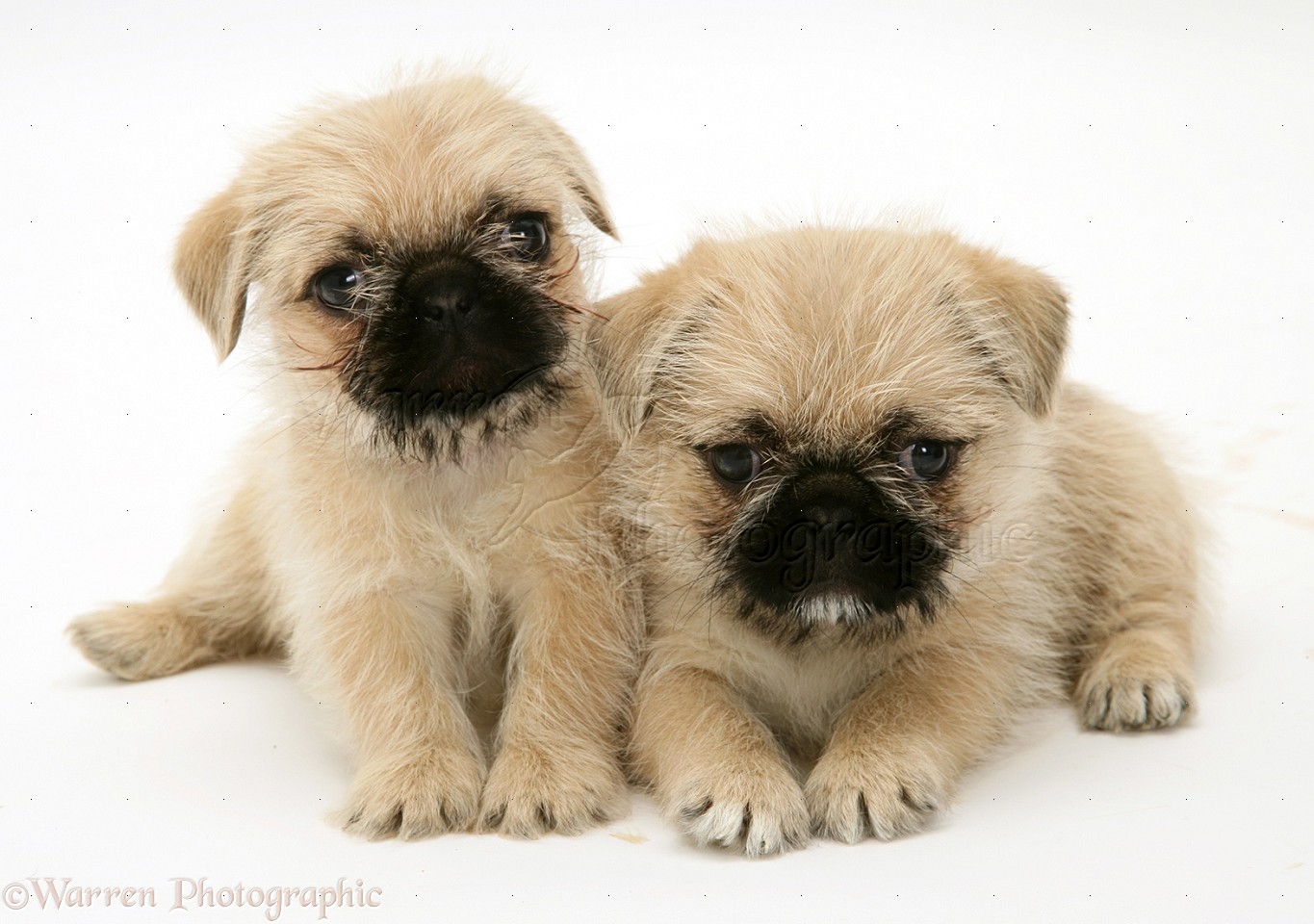 pug and shih tzu mix for sale