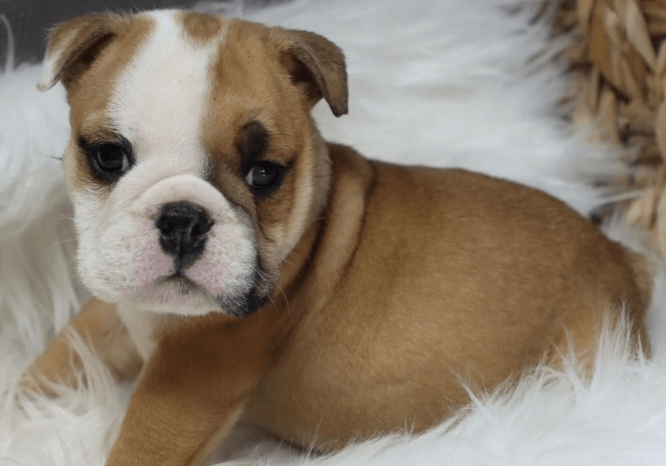 english bulldog nyc
