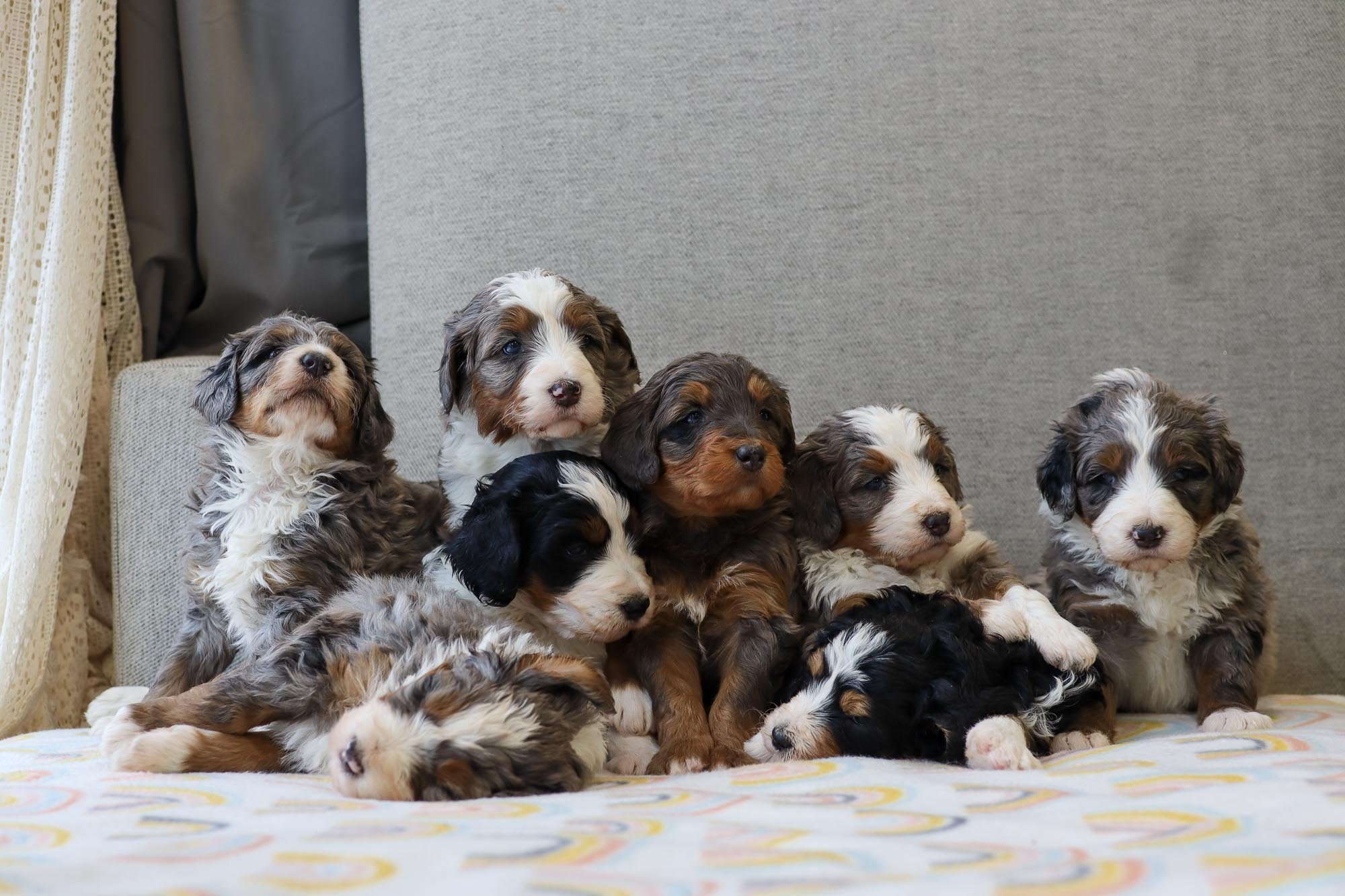 bernedoodle illinois
