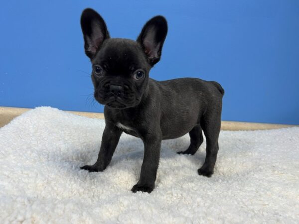 french bulldog puppies illinois