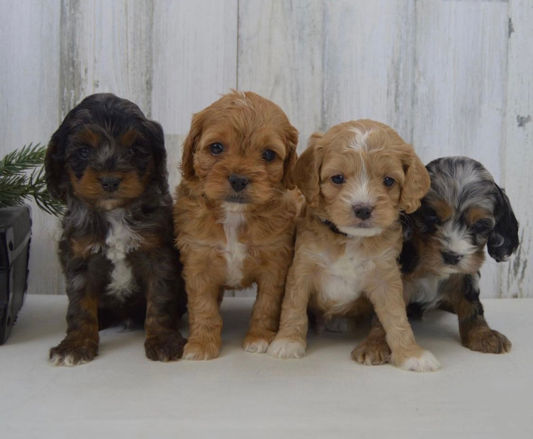 cockapoo puppies for adoption