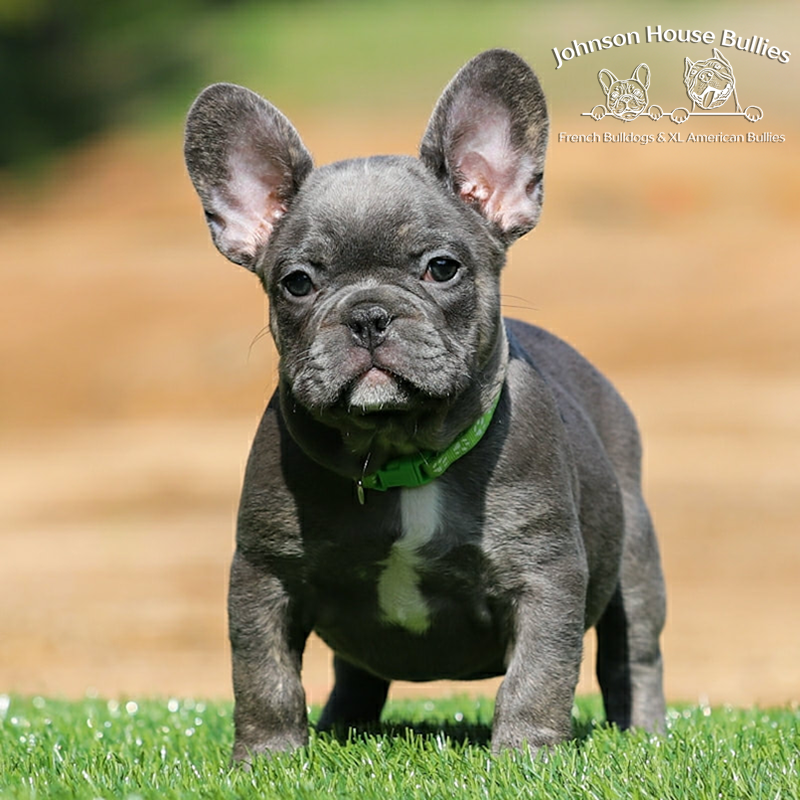 french bulldog breeders tennessee
