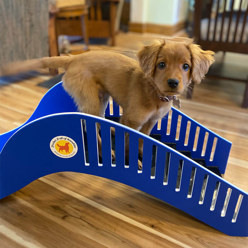 puppy slide