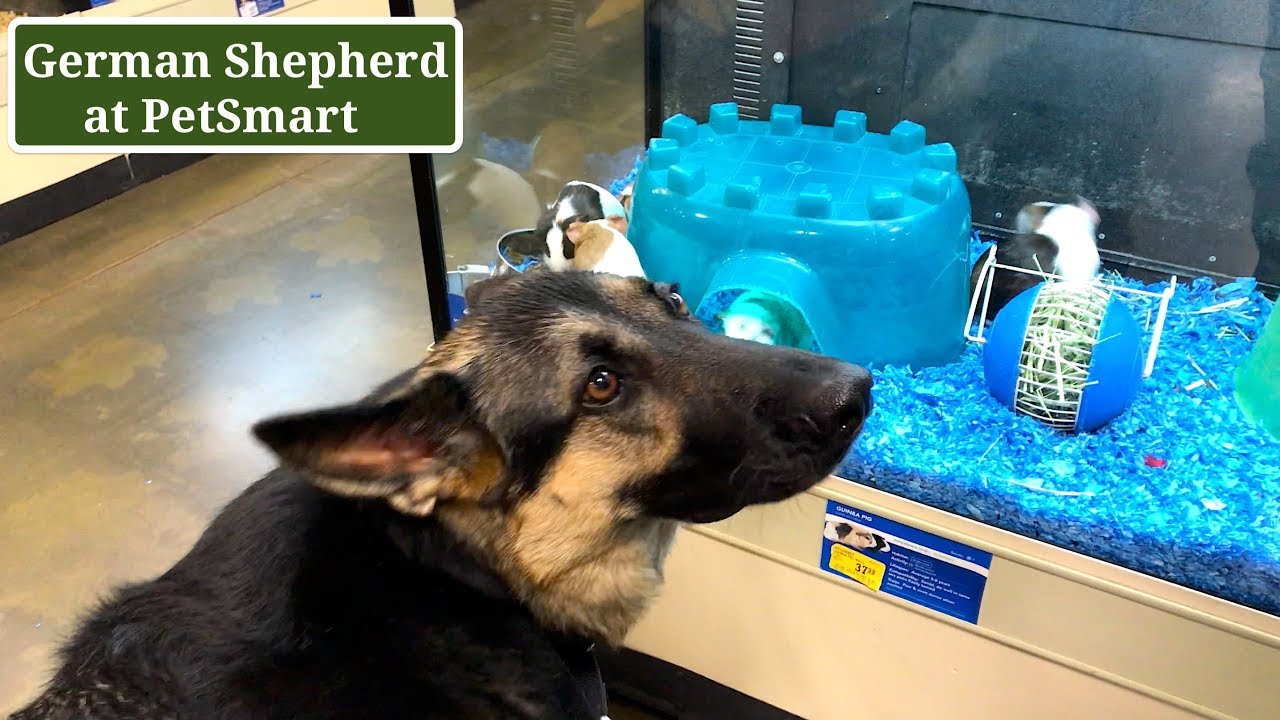 petsmart shepherd