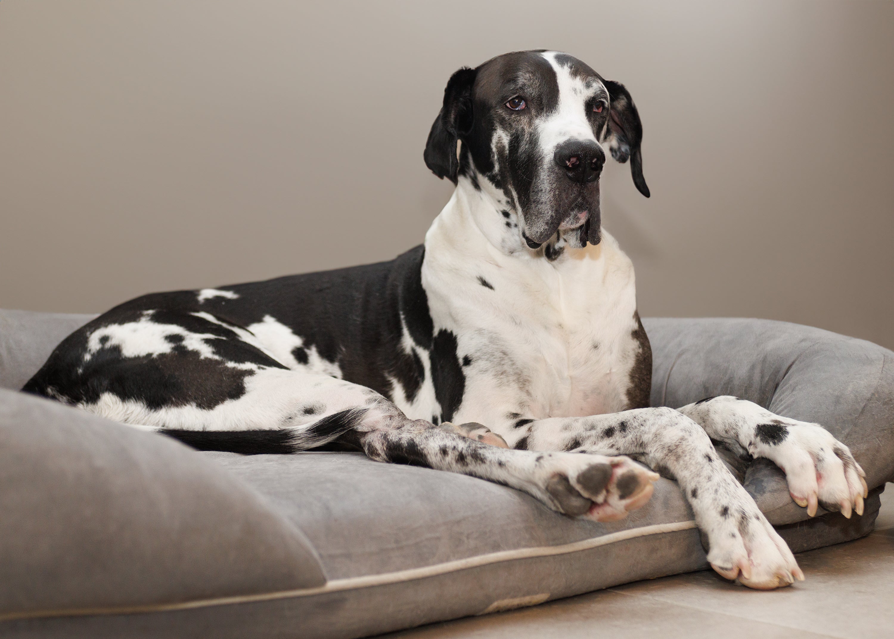 petfinder great dane