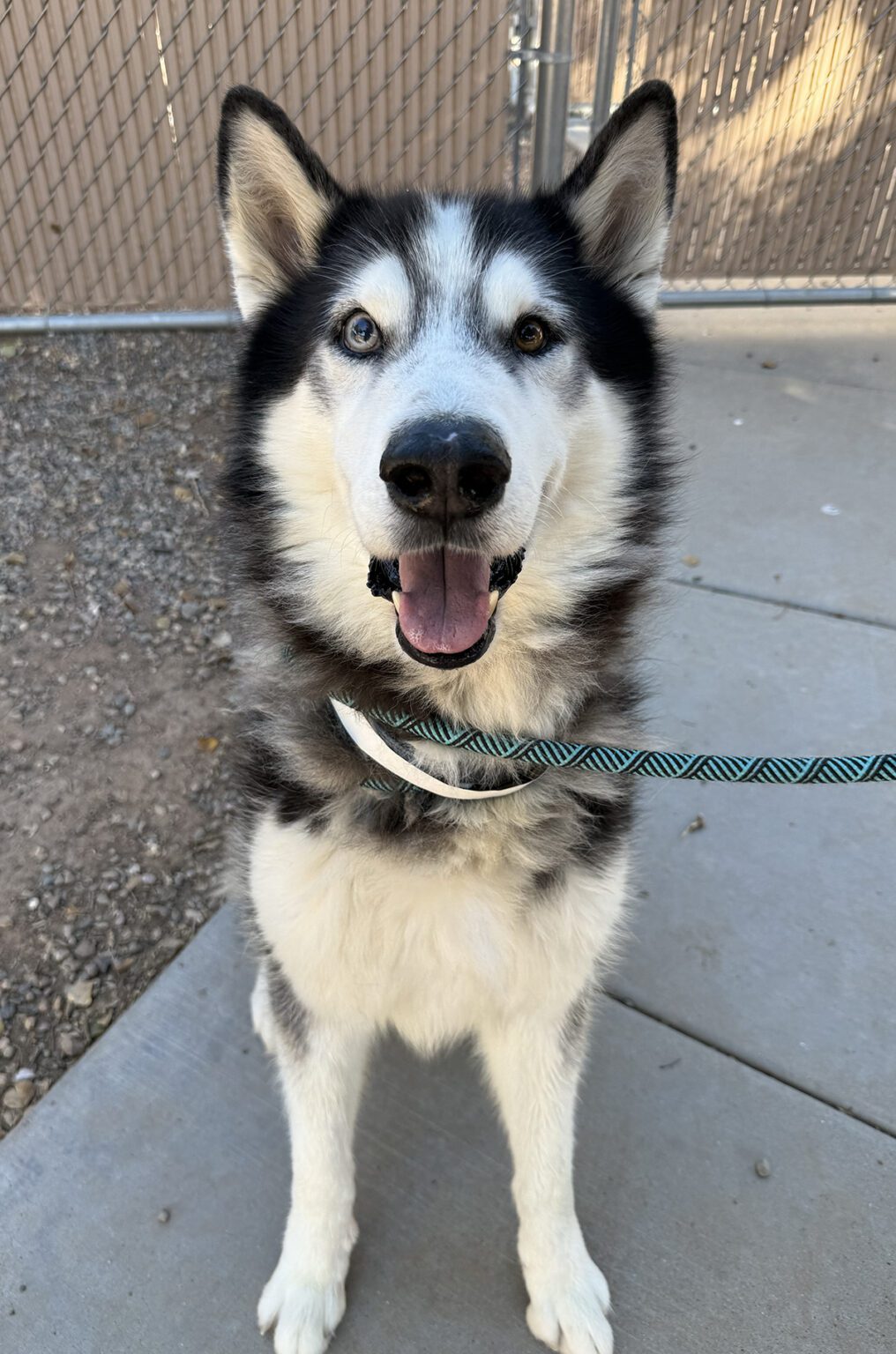 az husky rescue