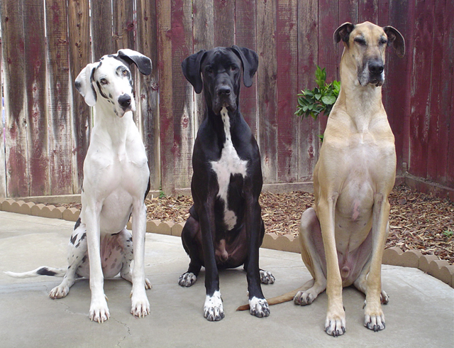 great dane rescue california