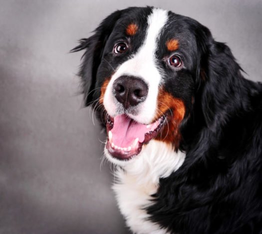 dogs for sale online