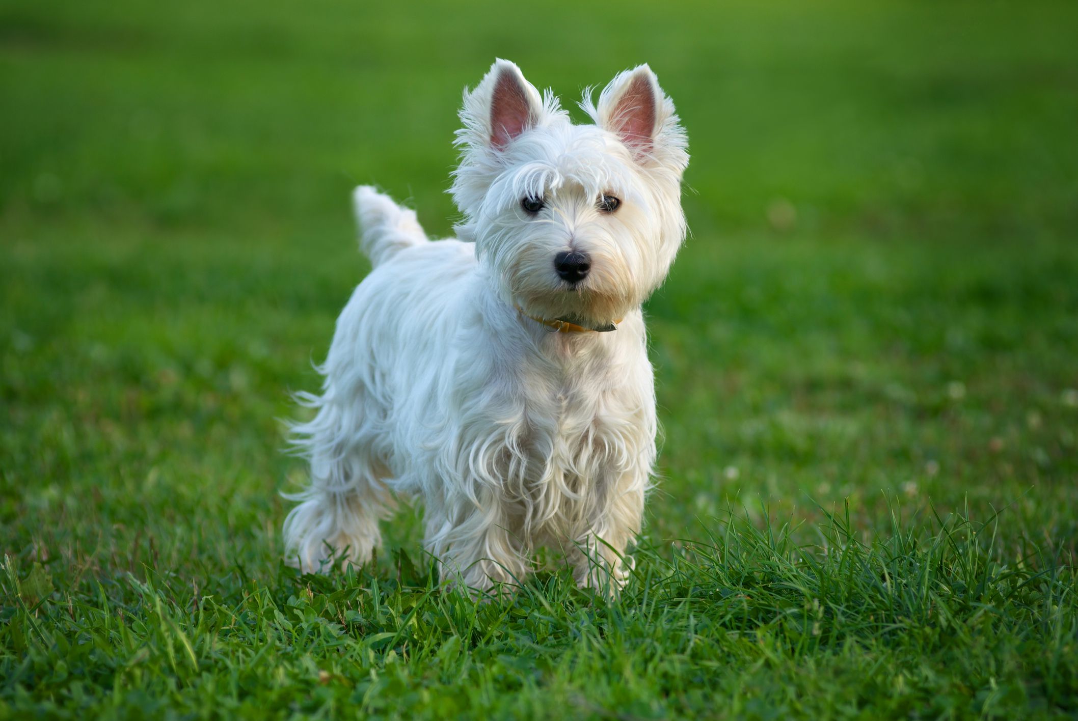 fluffy terrier