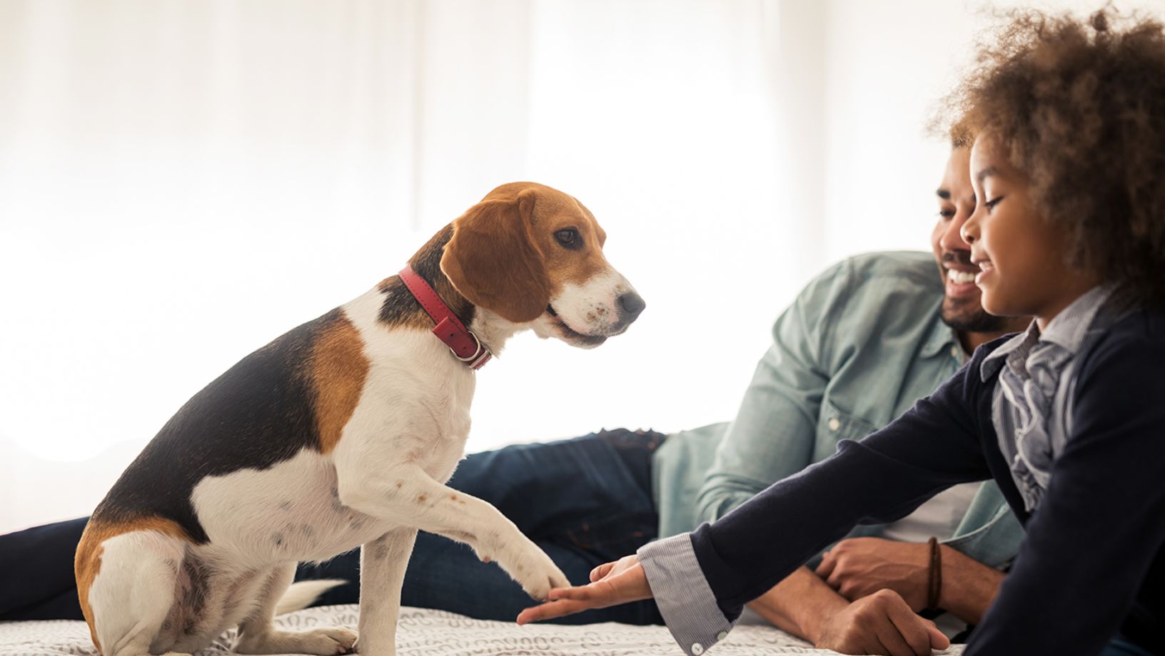 petsmart private dog training