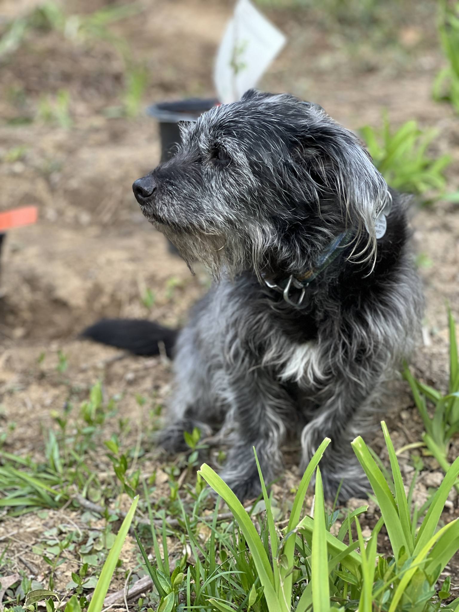 lost dogs of illinois