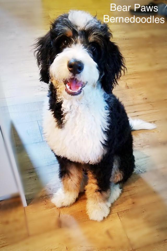 bernedoodle breeders michigan