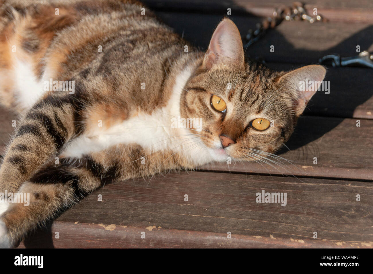 brindle coloured cat