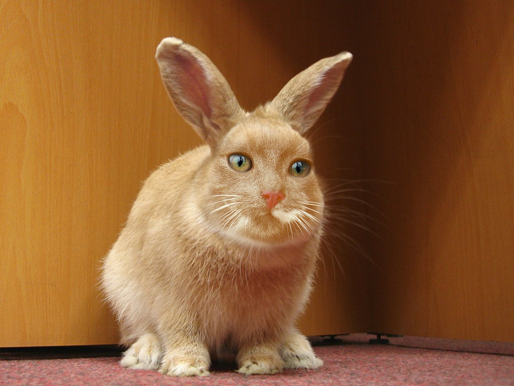 cat and bunny mix