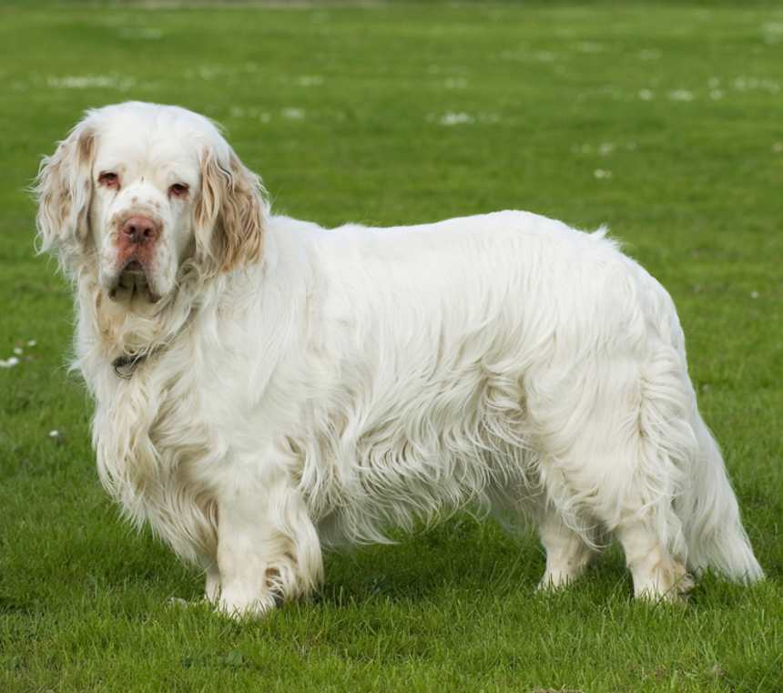clumber spaniel cost