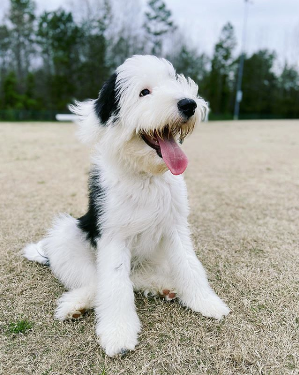 sheepadoodle breeder near me