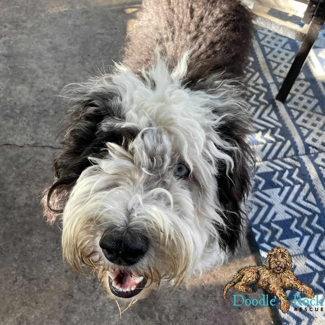 sheepadoodle rescue dogs