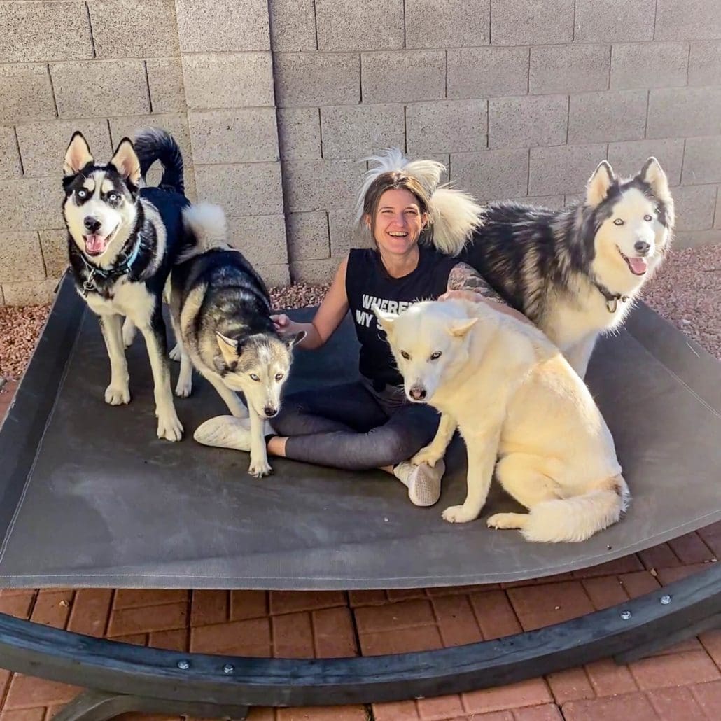 az husky rescue