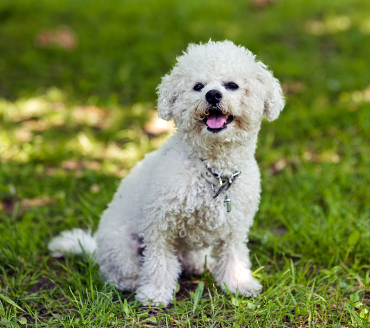 bichon rescue michigan
