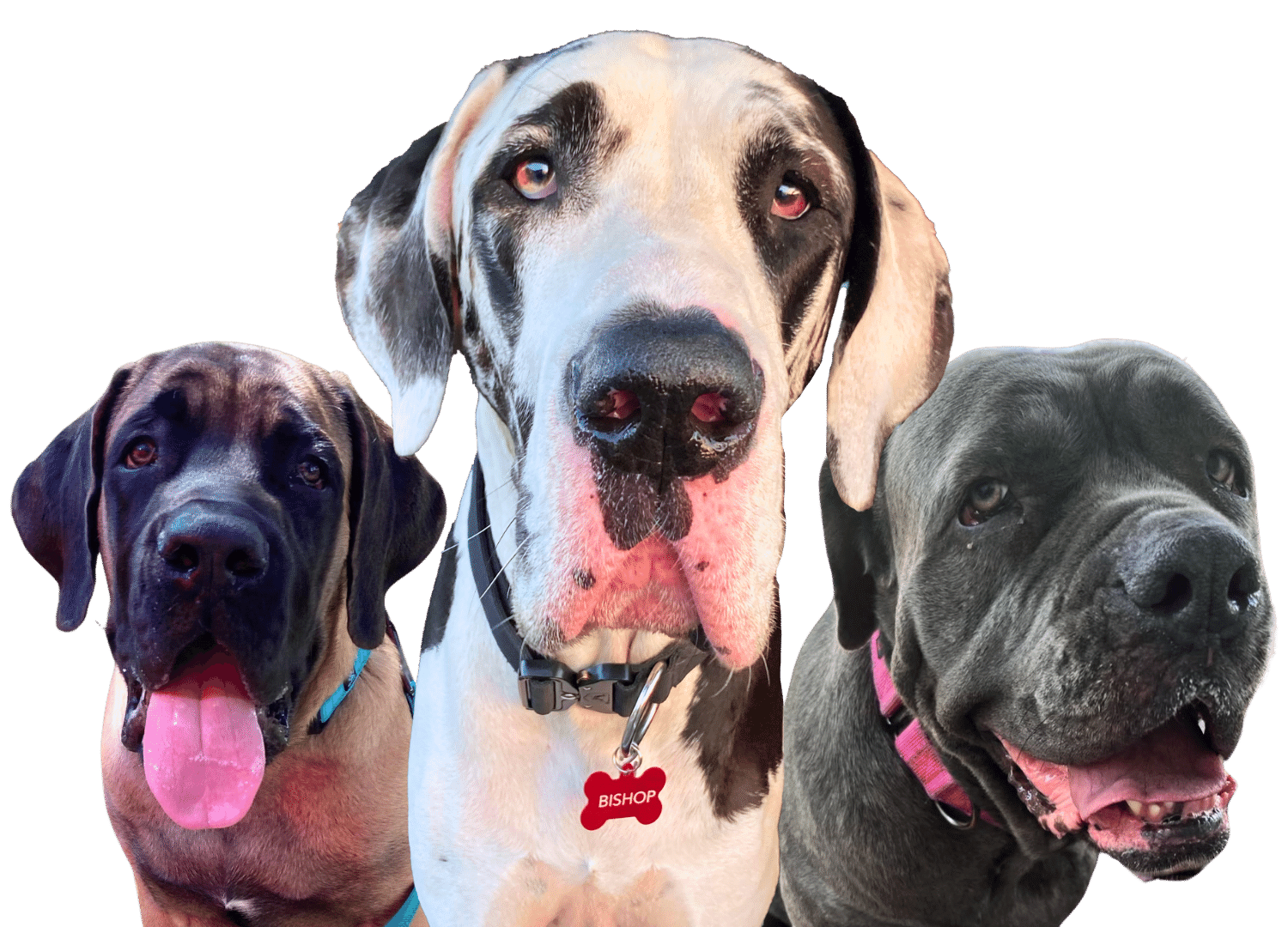 large dog rescue near me