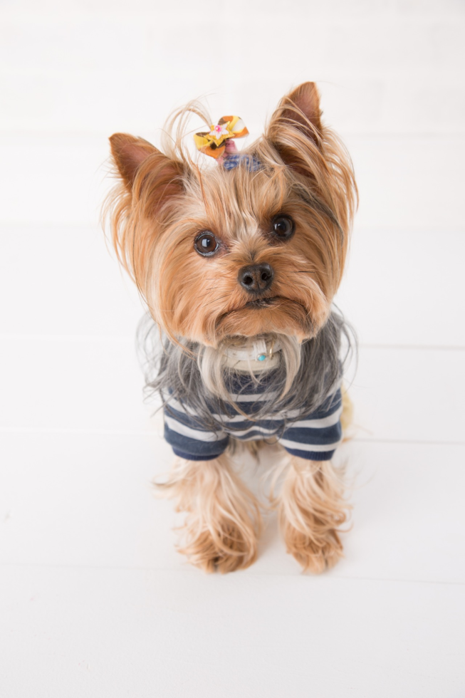 yorkshire terrier near me for sale