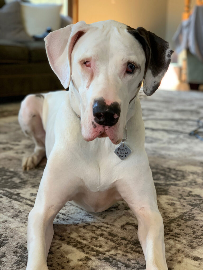 great dane rescue ny