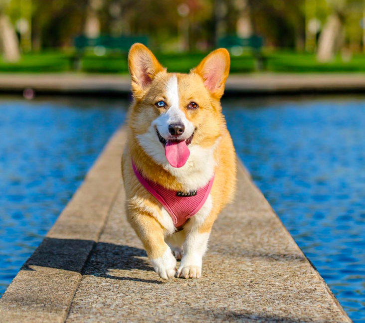 corgi adoption pa
