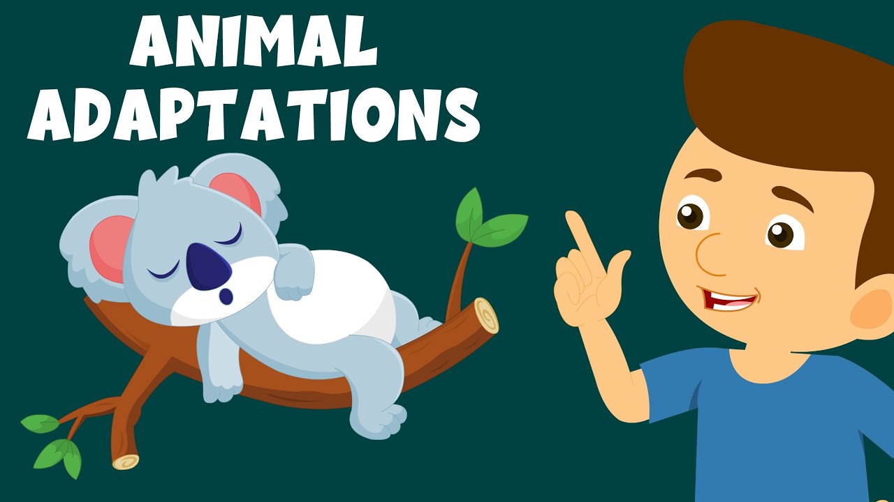 animal adaptations for kids
