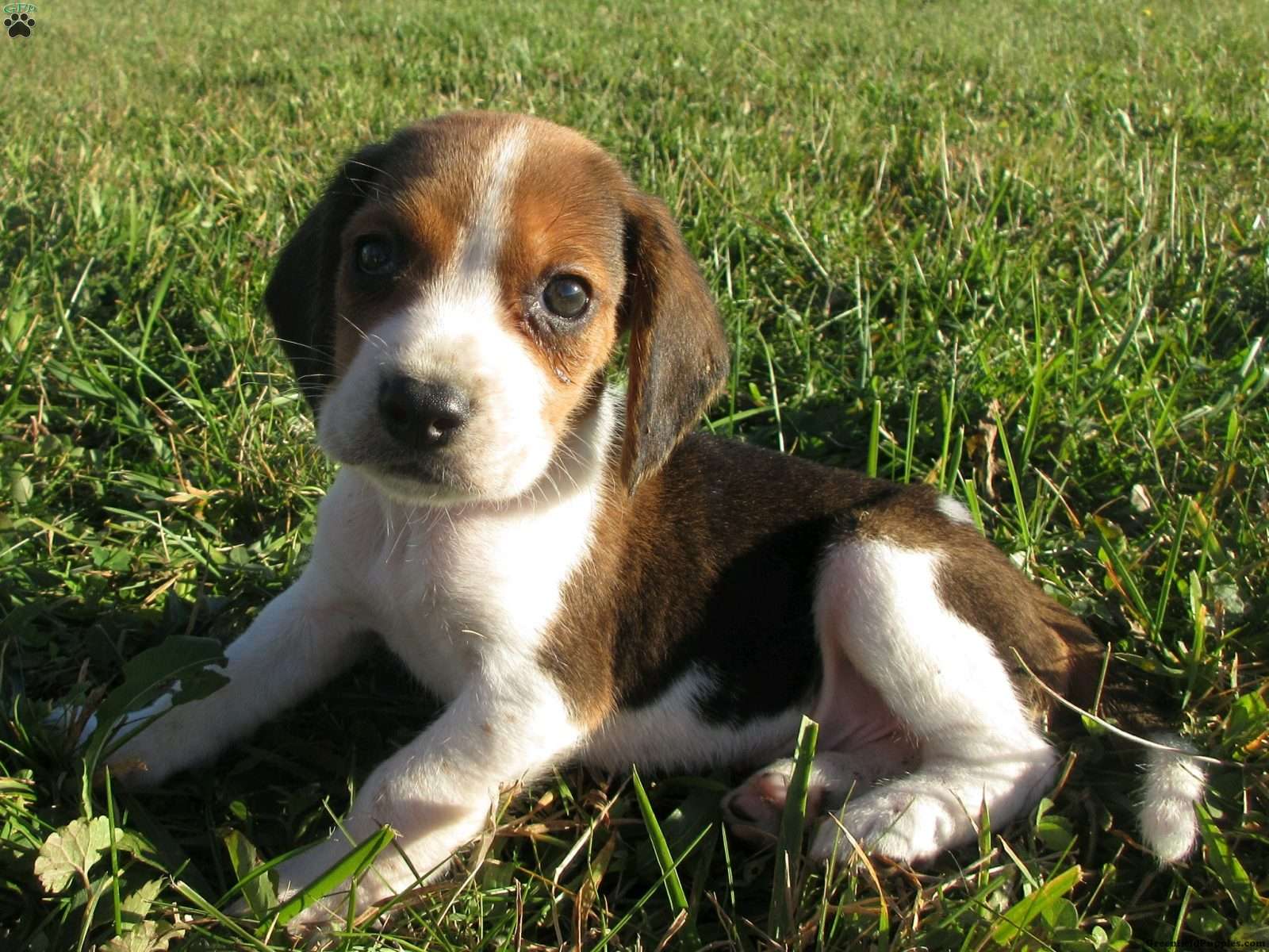 beagle mix breeds for sale