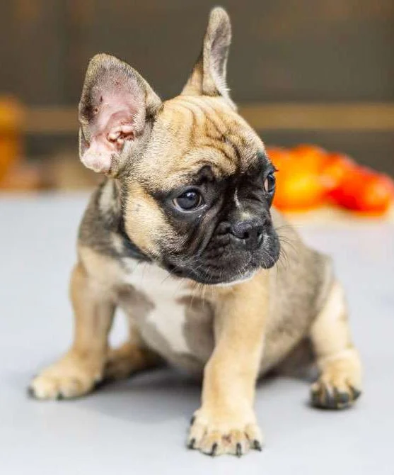 french bulldog puppies illinois