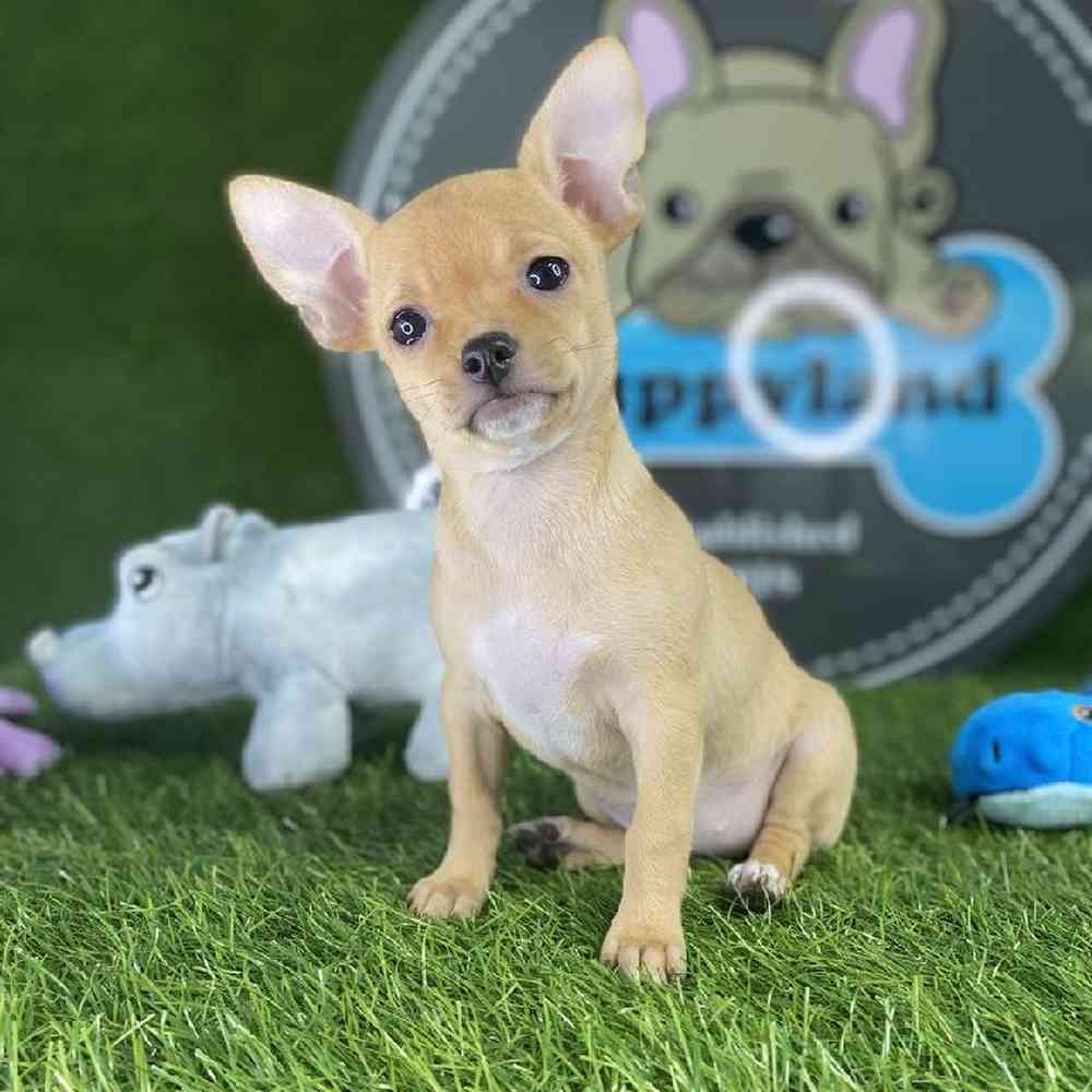 chihuahua puppies in texas