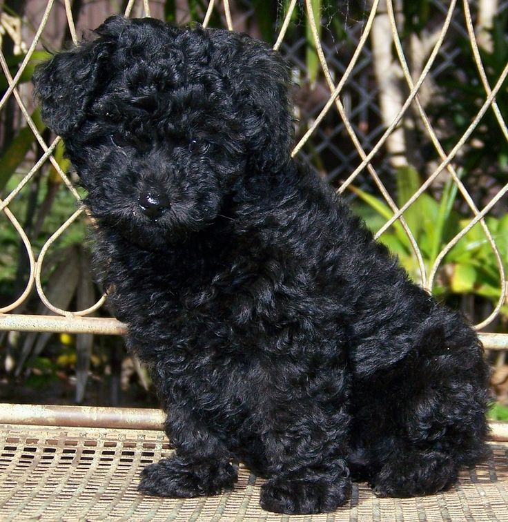 bichon poodle black