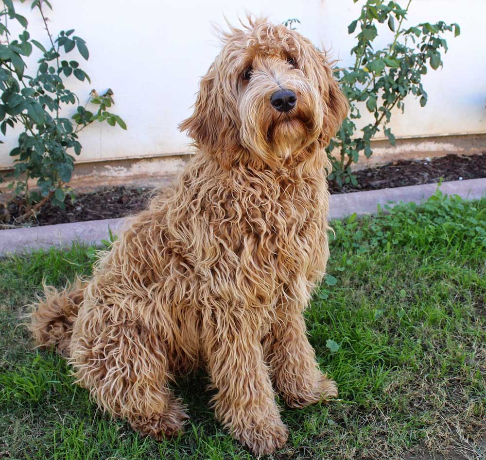 labradoodle nj