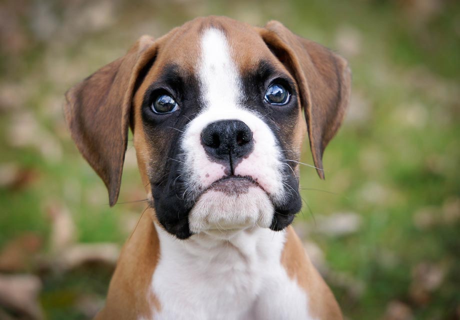 boxer dogs for sale in ky