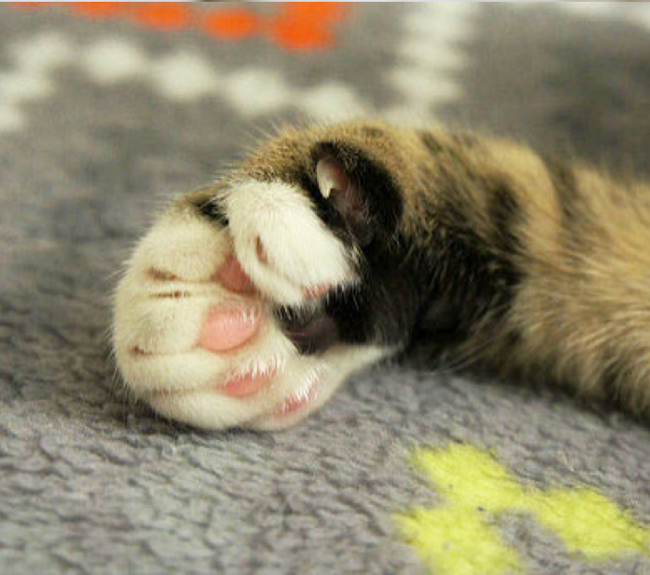 double pawed cats for sale