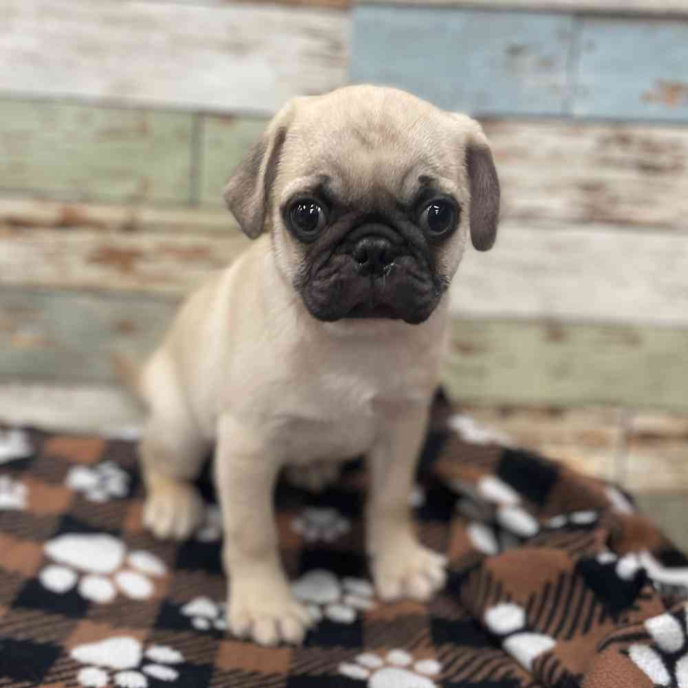 puppy pug for sale