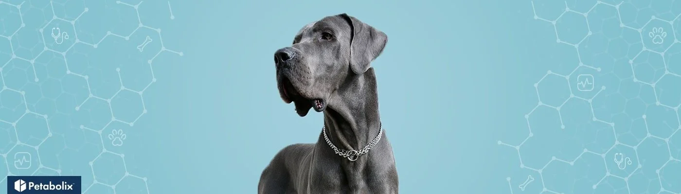 best dog food for senior great dane