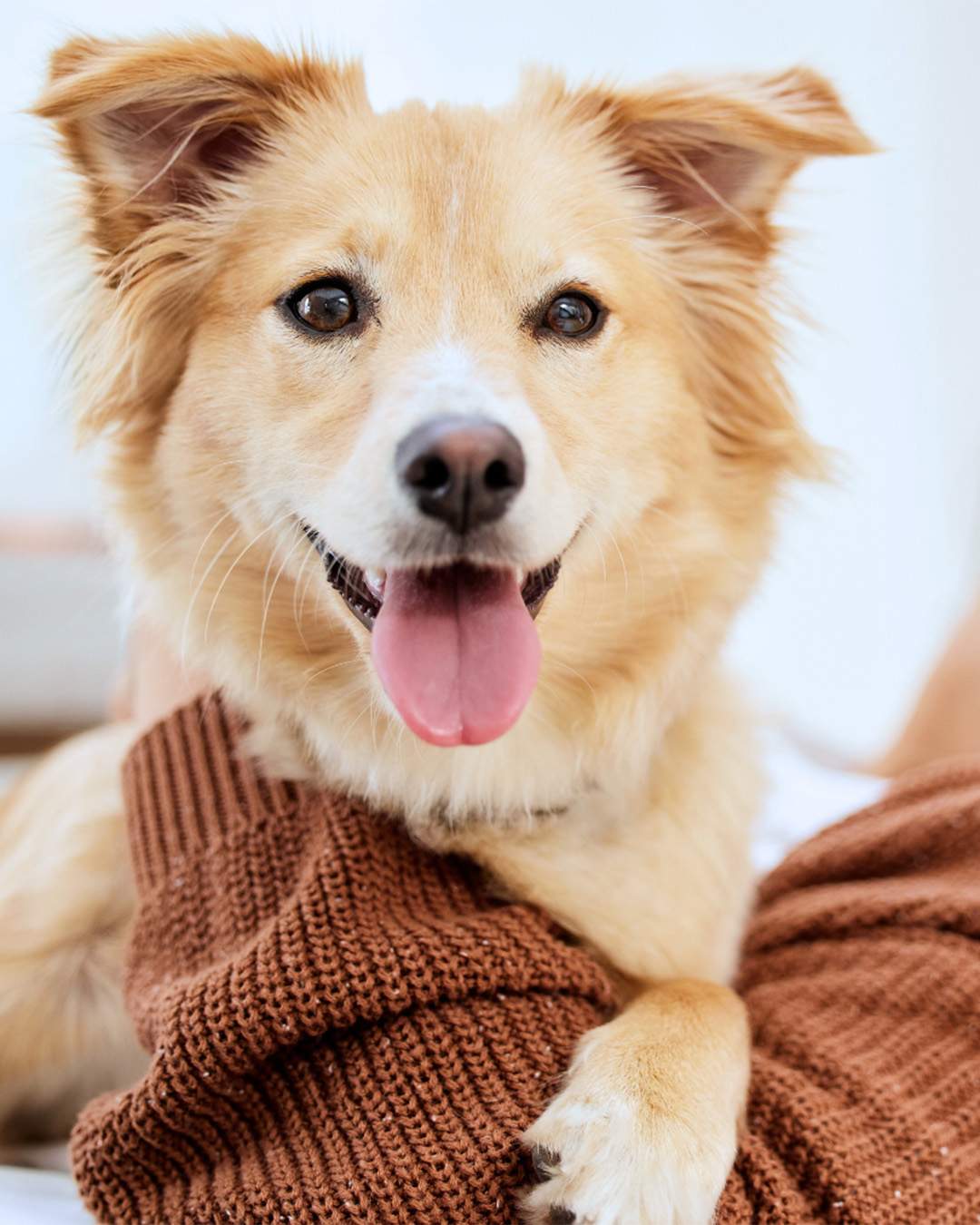 aminal shelters near me