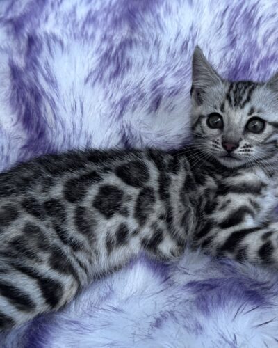 grey kittens for sale