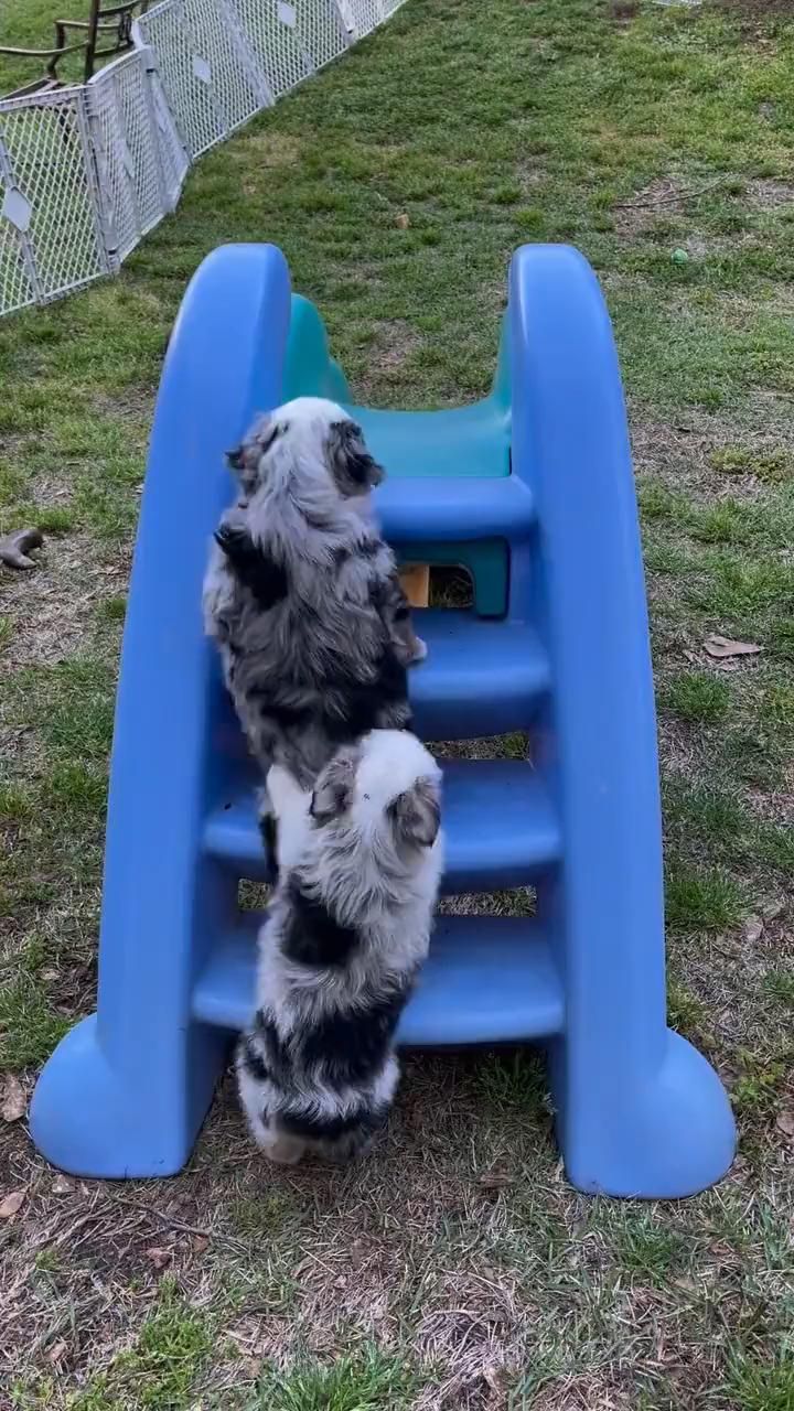puppy slide