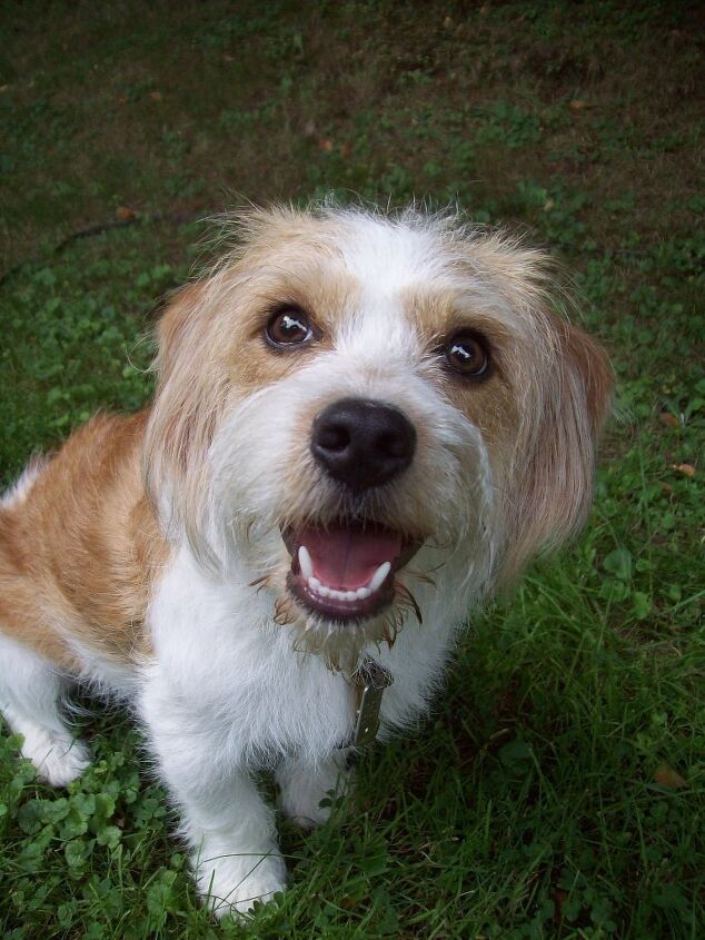 bichon frise beagle mix