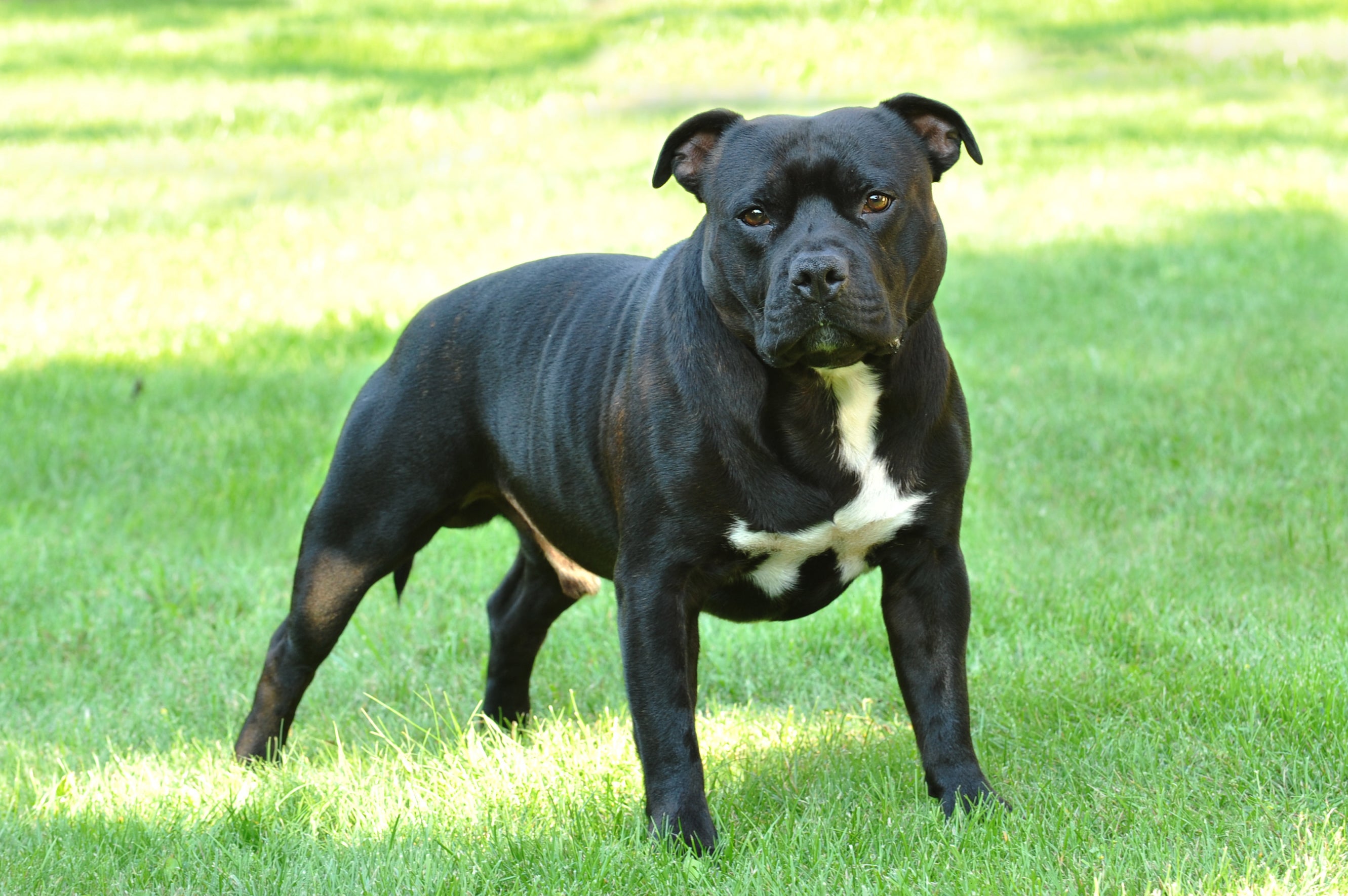 staffordshire terrier near me