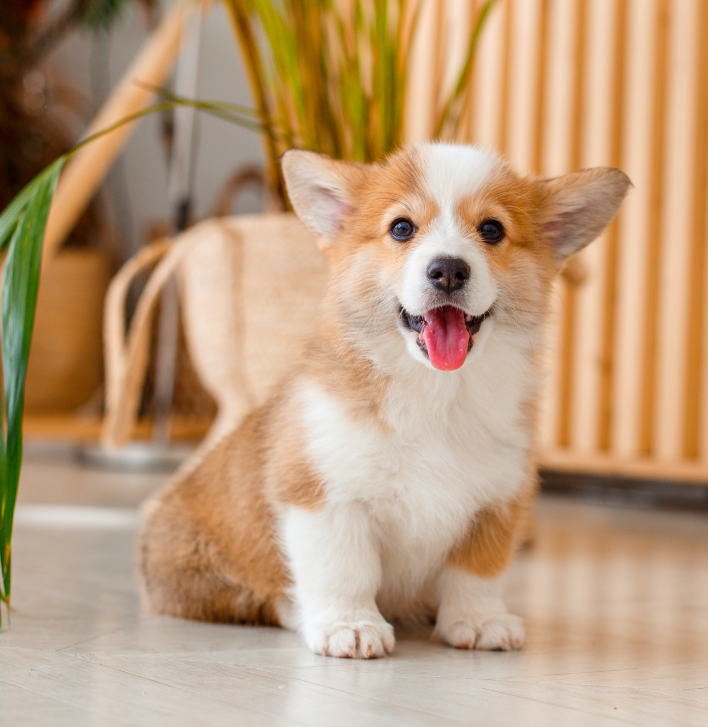 dogs for sale that are real