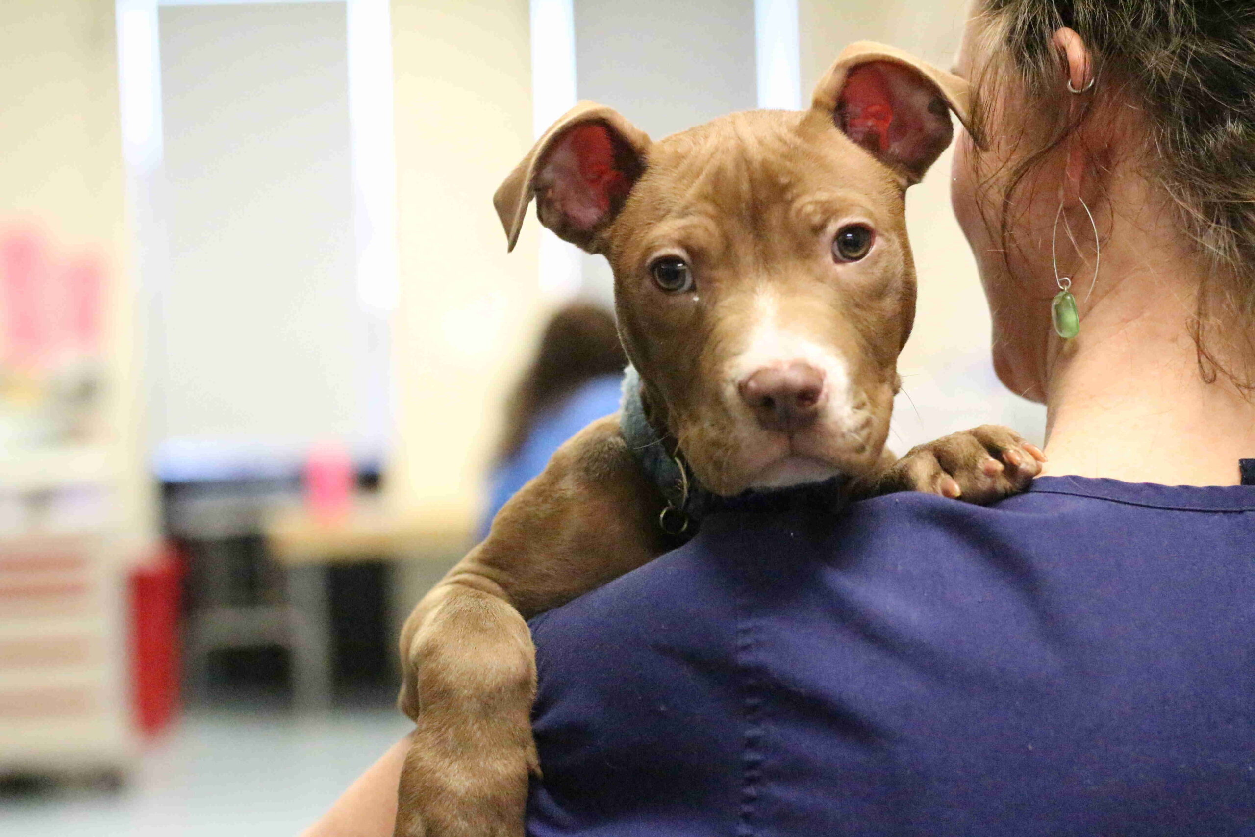 puppy adoption philadelphia