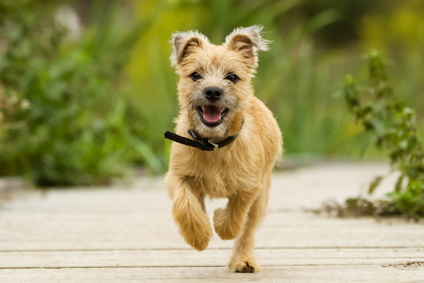best terrier breeds for families