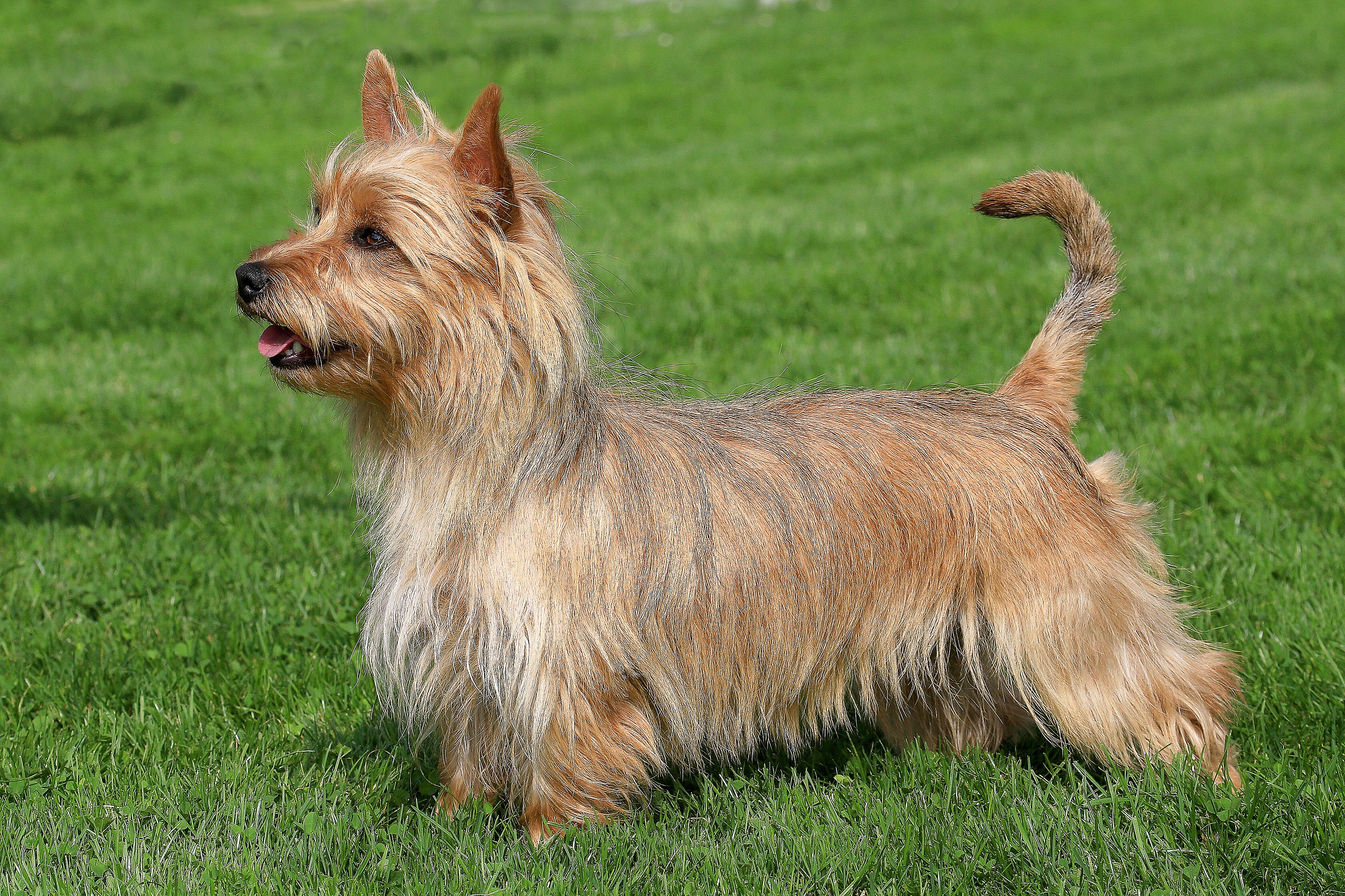australian terrier for adoption