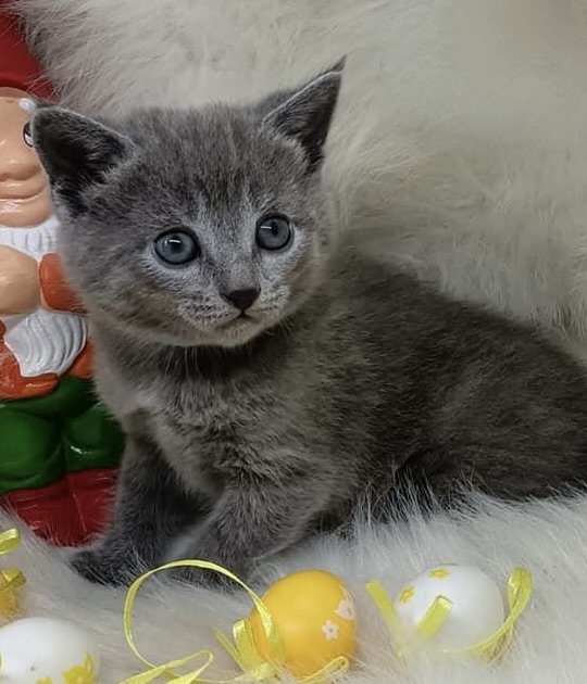 grey kittens for sale