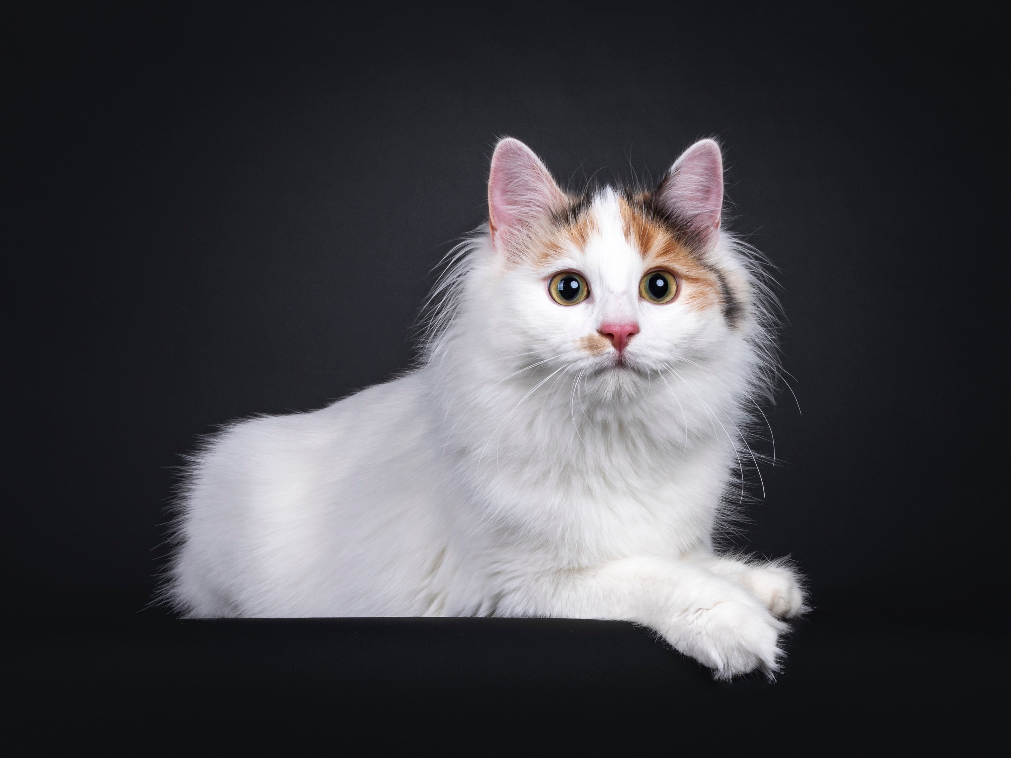 turkish van cat for sale