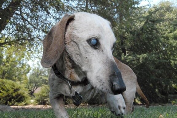 oldest dachshund ever
