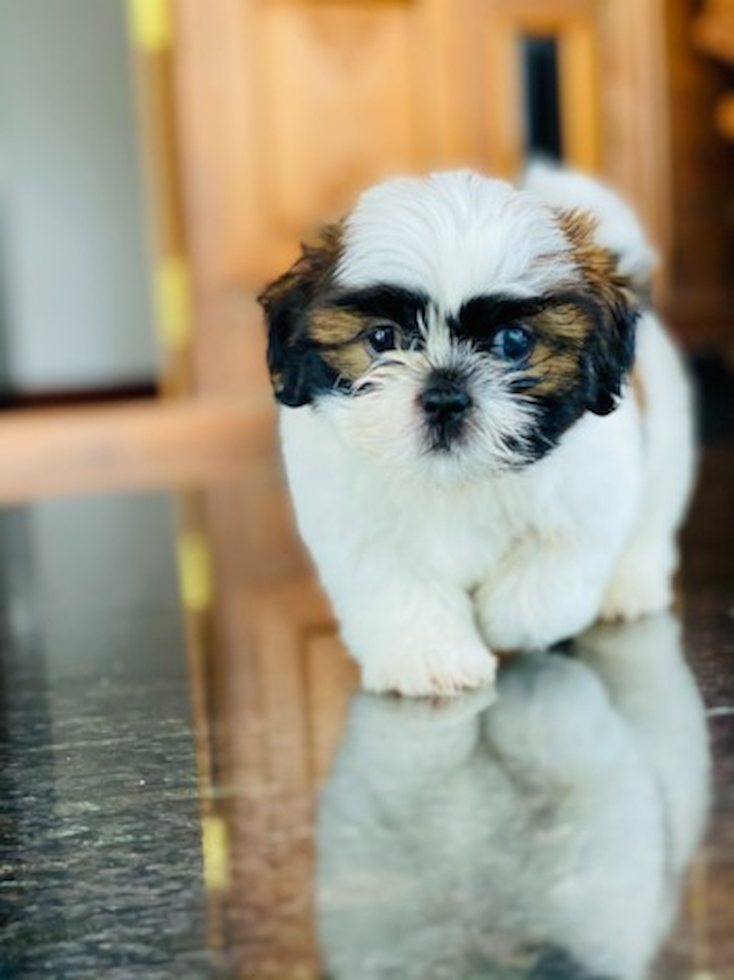 shih tzu breeders illinois